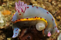 Hypselodoris bennetti