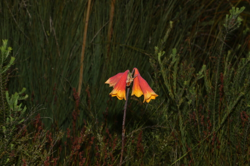 Image of Blandfordia grandiflora by (c) Greg Tasney, some rights reserved (CC BY-SA)