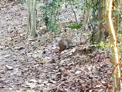 Sylvilagus aquaticus