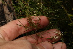 Platysace linearifolia