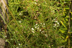Platysace linearifolia