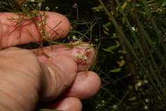 Platysace linearifolia