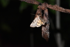 Catocala hymenaea