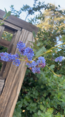 Ceanothus thyrsiflorus
