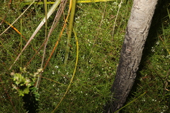 Platysace linearifolia