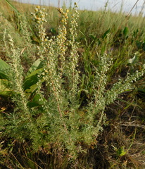 Artemisia pontica