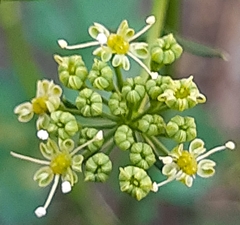 Apium graveolens