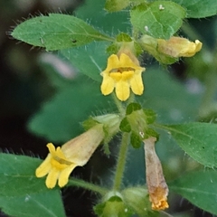 Lindenbergia philippensis