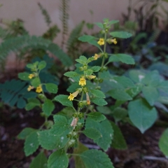 Lindenbergia philippensis