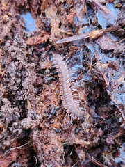Polydesmus angustus