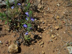 Scutellaria drummondii