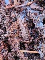 Polydesmus angustus