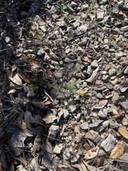 Thymophylla tenuiloba