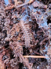 Polydesmus angustus