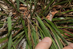 Panicum simile