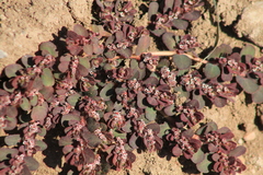 Euphorbia mendezii