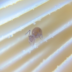Ptenothrix