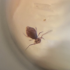 Ptenothrix