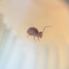 Ptenothrix