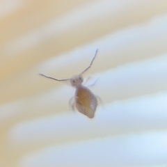 Ptenothrix