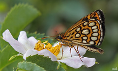 Heteropterus morpheus