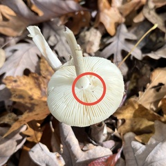 Ptenothrix