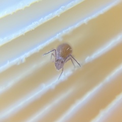 Ptenothrix
