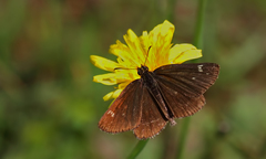 Heteropterus morpheus