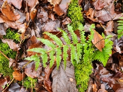 Dryopteris filix-mas
