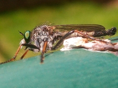 Neoitamus cyanurus