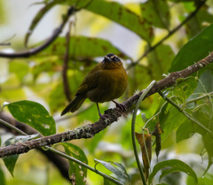 Kleinothraupis atropileus