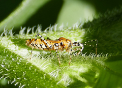 Pselliopus zebra