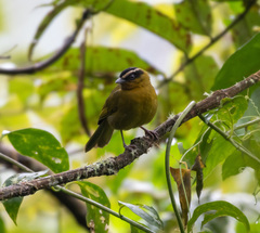 Kleinothraupis atropileus