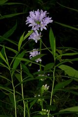 Campanula cervicaria