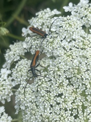 Stenoderus suturalis