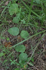 Matelea carolinensis