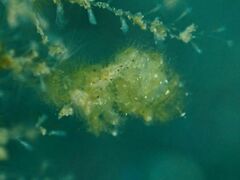 Phycocaris simulans