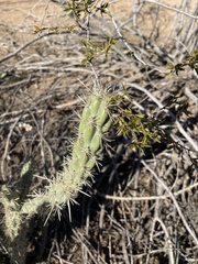 Cylindropuntia acanthocarpa