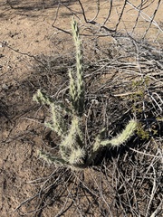 Cylindropuntia acanthocarpa