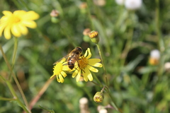 Eristalis tenax