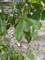 Tabernaemontana donnell-smithii