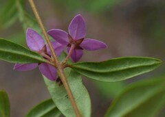 Boronia keysii