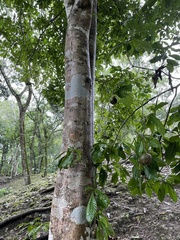 Tabernaemontana donnell-smithii