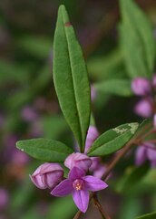 Boronia keysii