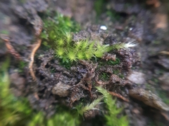 Homalothecium sericeum