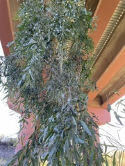 Acacia salicina