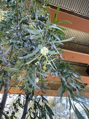Acacia salicina