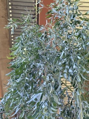 Acacia salicina