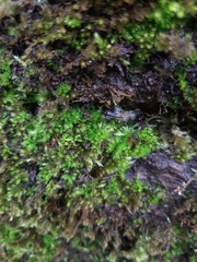 Homalothecium sericeum