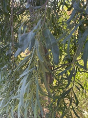 Acacia salicina